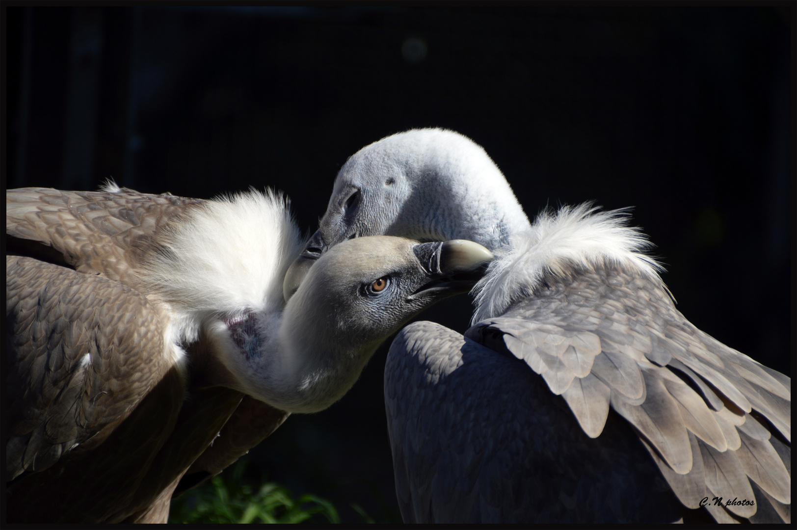 Tendresse sauvage