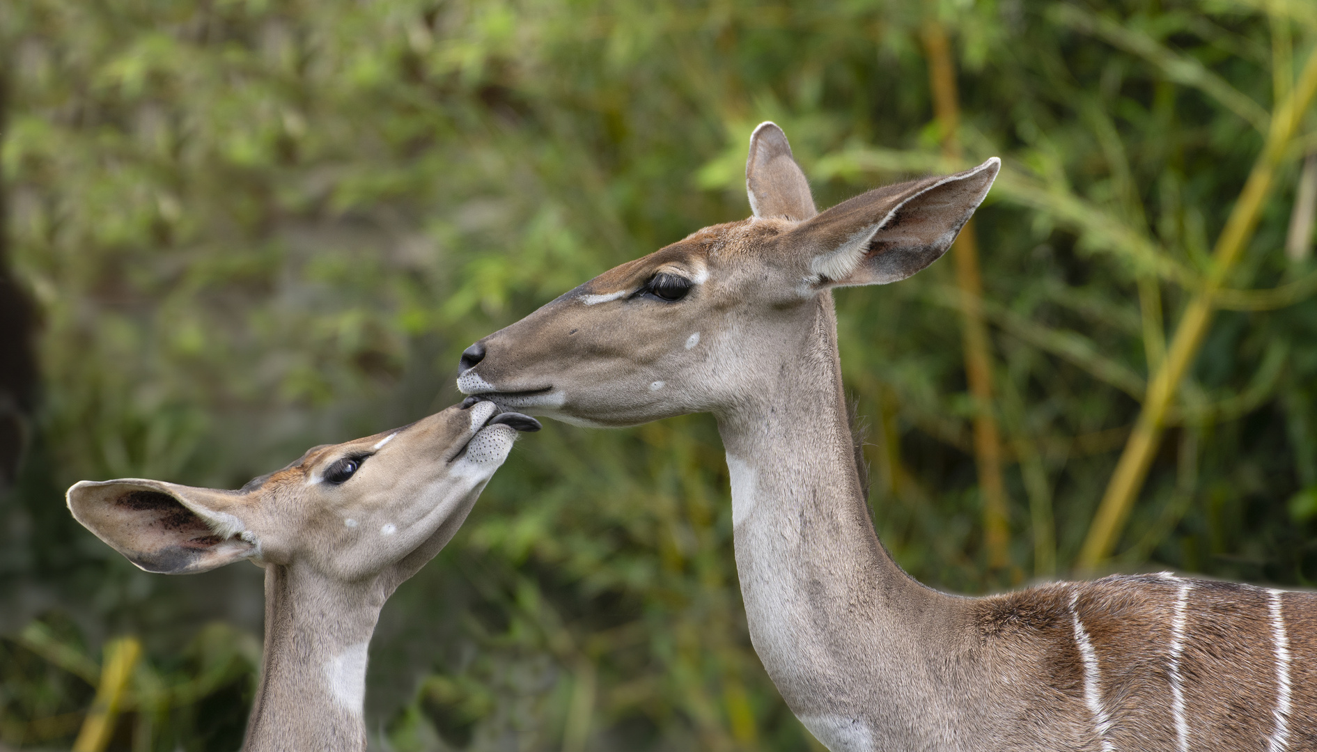 Tendresse (Tragelaphus imberbis, petit koudou)