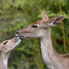 Tendresse (Tragelaphus imberbis, petit koudou)