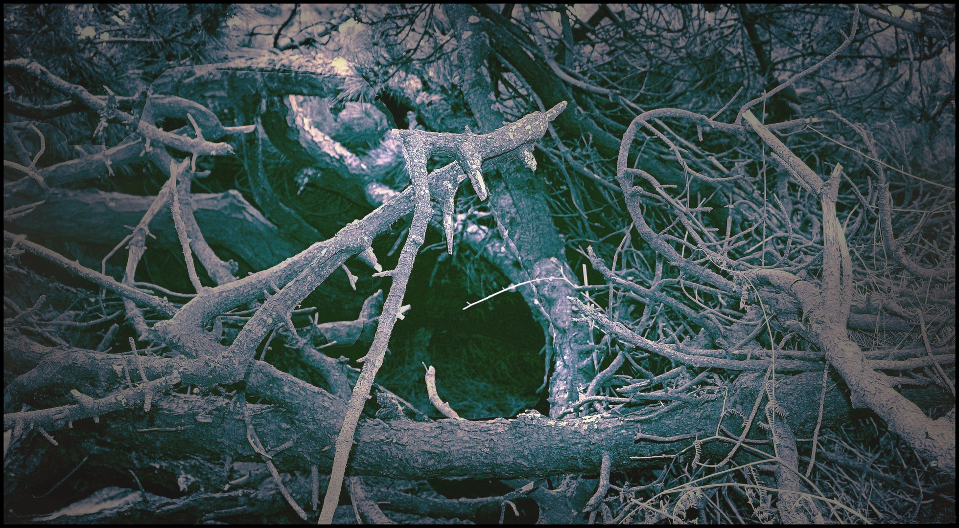 Ténébreuse légende en sous-bois 