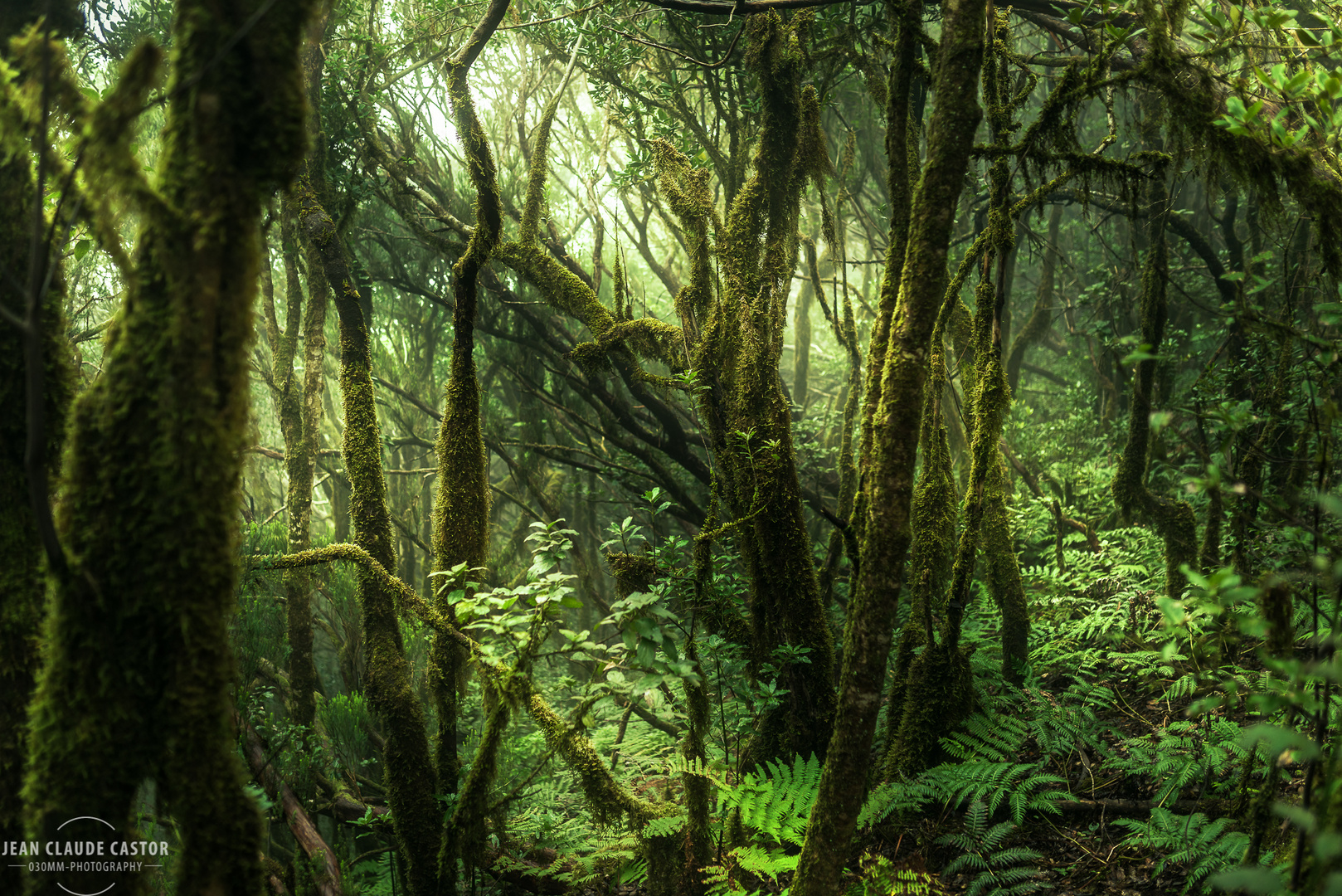 Tenerife - Anaga Forrest