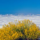 Tenerife - Cañadas - Ginster & Wolkenmeer - 2007