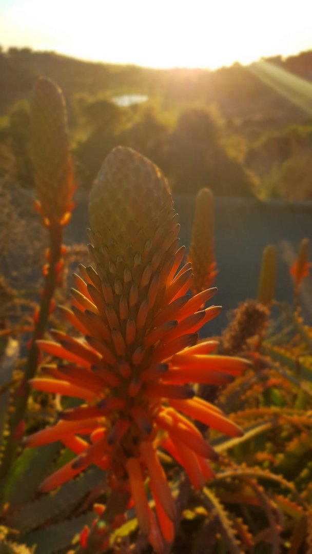 Tenerife flower at sunrise