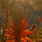 Tenerife flower at sunrise