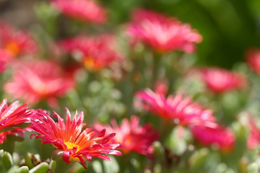 Tenerife in Macro1