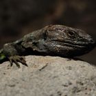 Tenerife Lizard