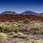 Tenerife Nationalpark 