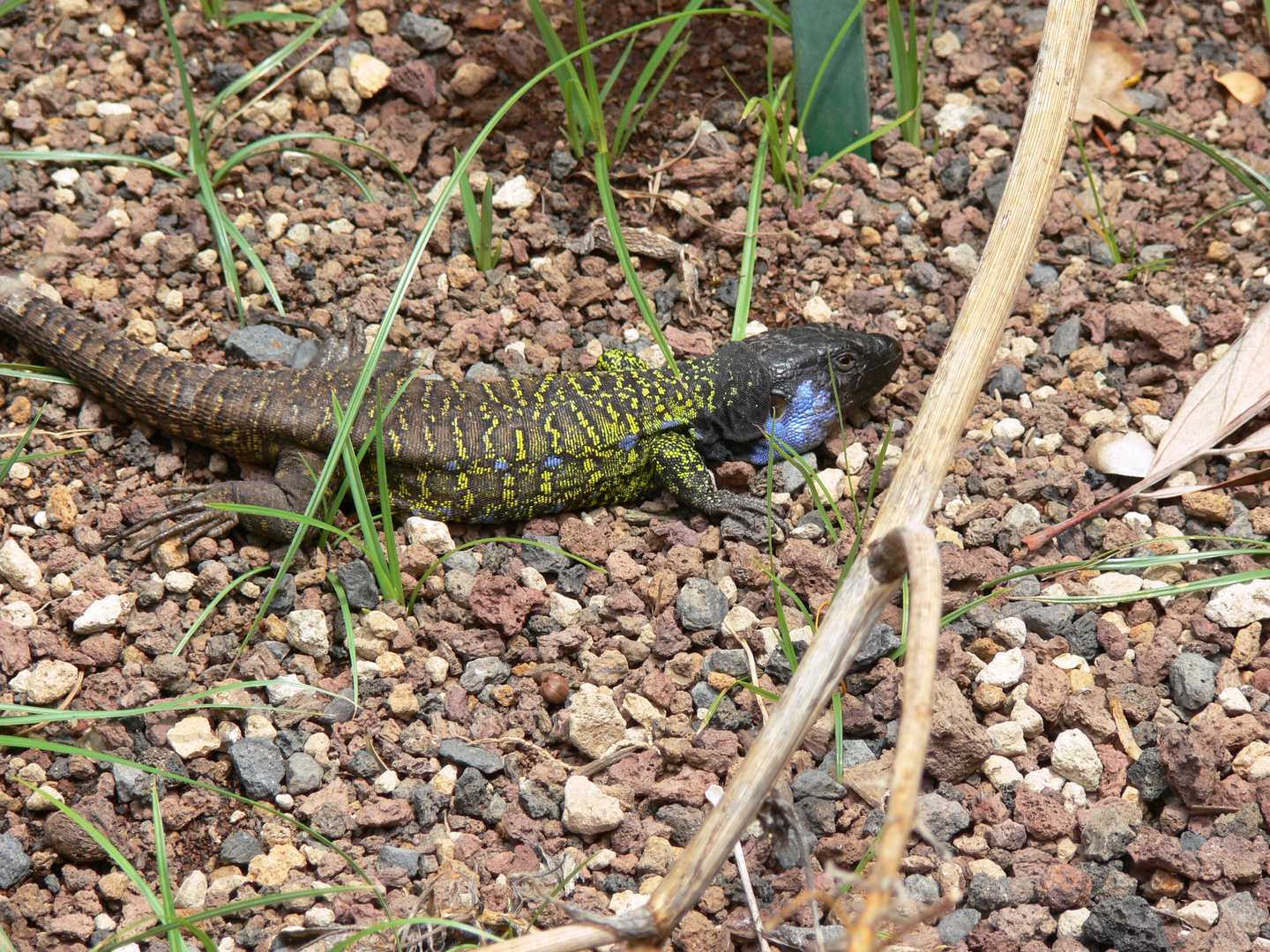 Teneriffa 2007 - Jardin Botanico