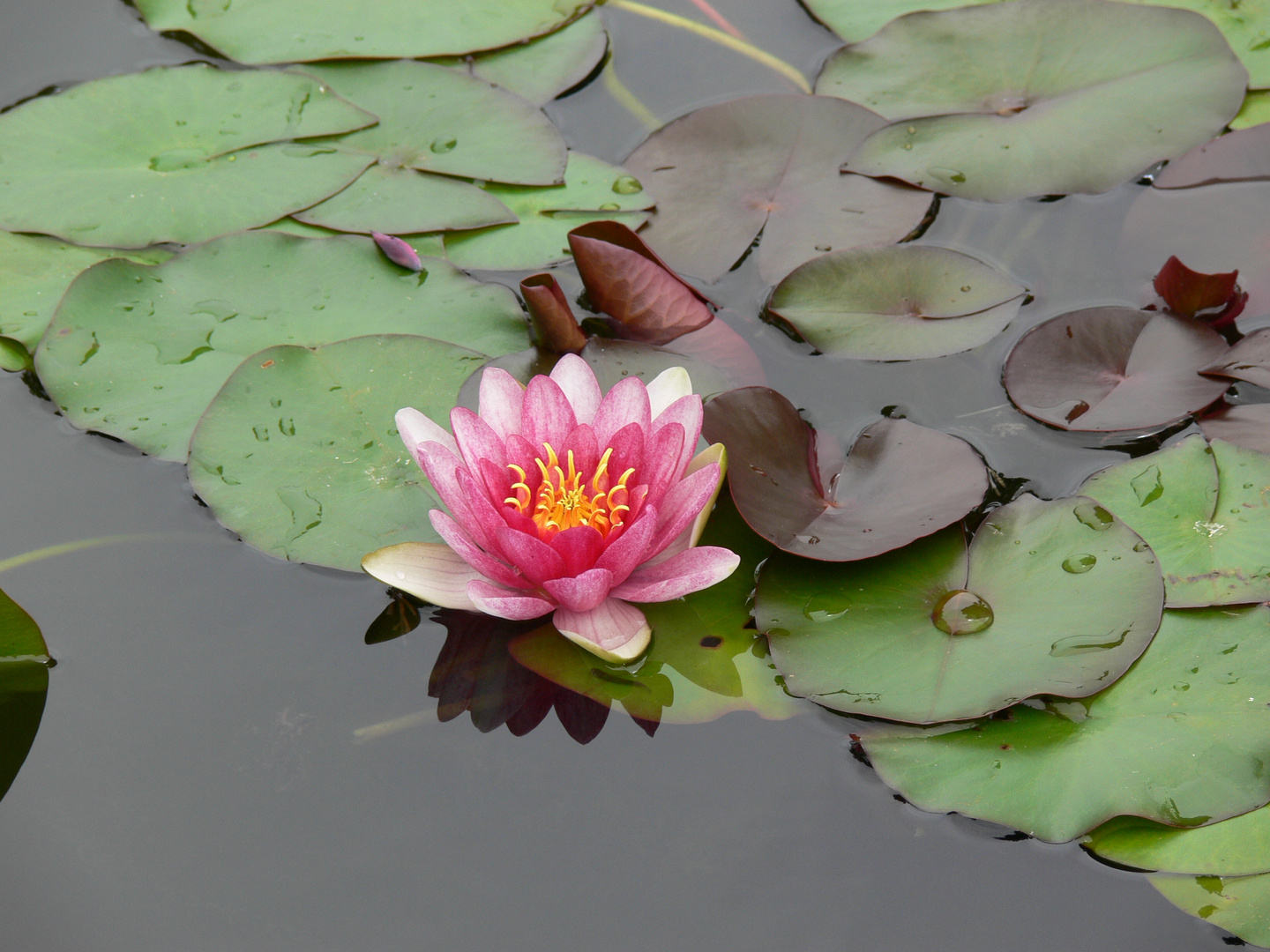 Teneriffa 2007 - Jardin Botanico