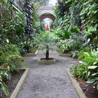 Teneriffa 2007 - Jardin Botanico