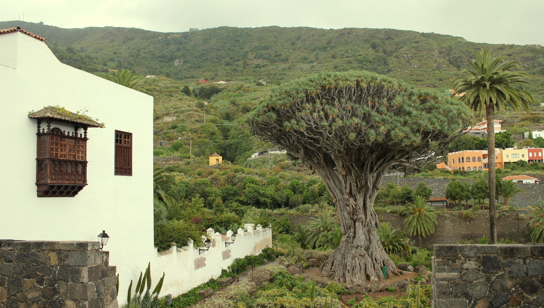 Teneriffa 2011 - Drachenbaum in Icod de los Vinos