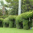 Teneriffa 2011 - Gartenanlage im Loro Park