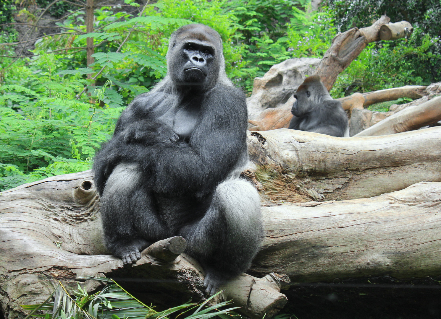 Teneriffa 2011 - Gorilla im Loro Park