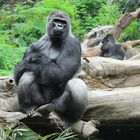 Teneriffa 2011 - Gorilla im Loro Park