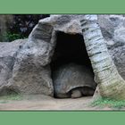 Teneriffa 2011 - Schildkröte im Loro Park