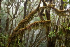 Teneriffa, Anaga-Gebirge, Chinobre