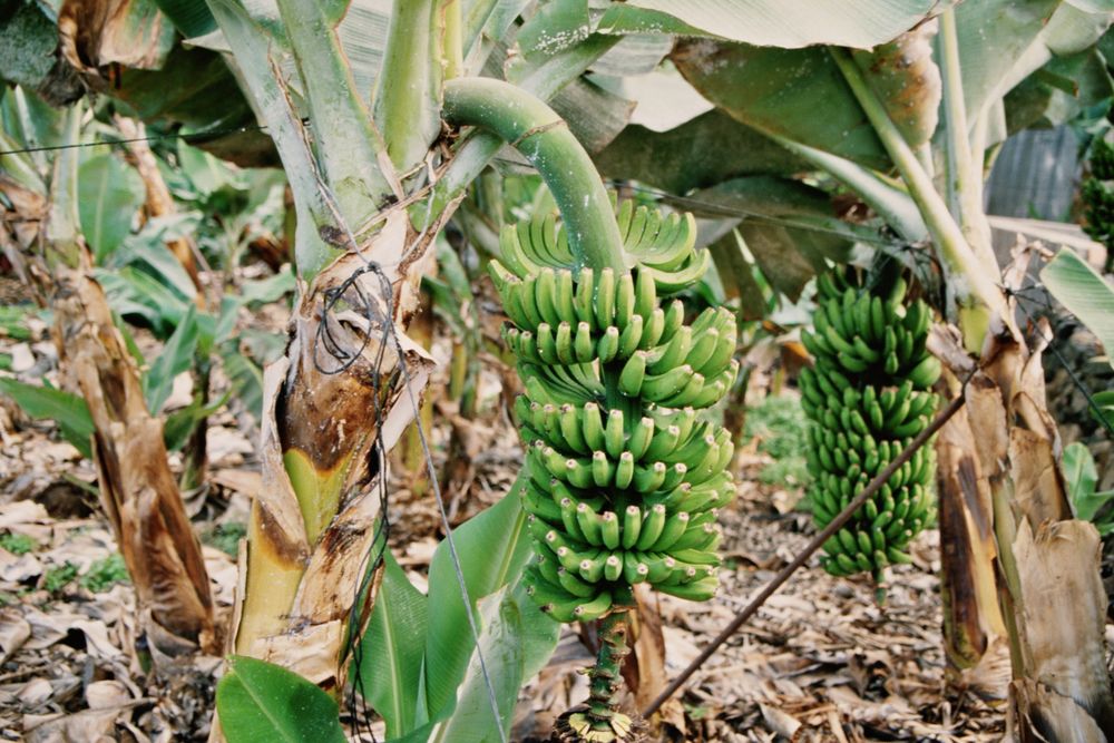 Teneriffa, Auf einer Bananenplantage