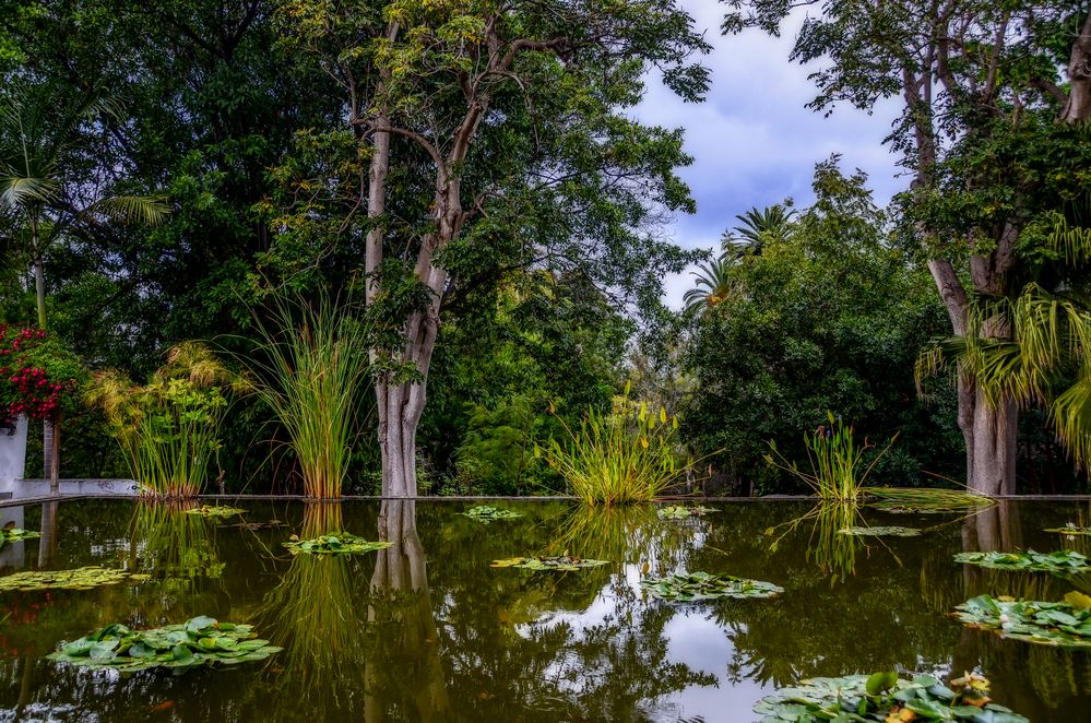 Teneriffa Botanischer Garten 2 Foto & Bild europe, spain & gibraltar