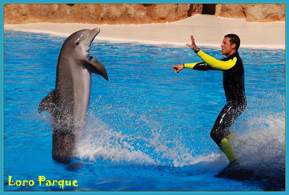 Teneriffa - Delfine im Loro Parque [more pics: www.a-k.de]