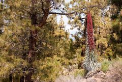 Teneriffa, Echium wildpretii