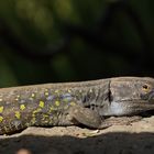 Teneriffa Eidechse Gallotia galloti, Männchen