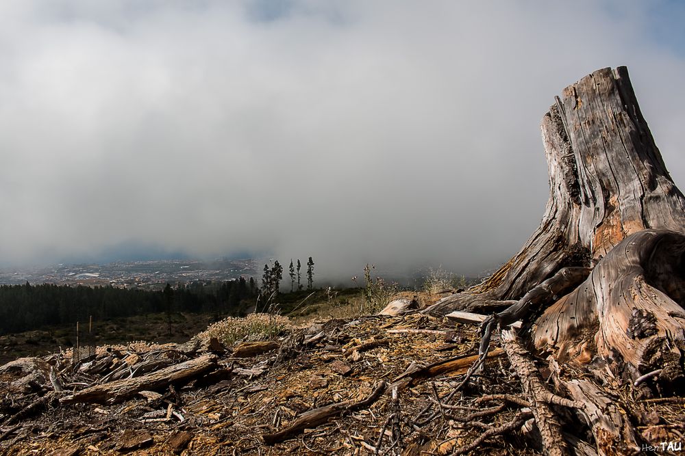 Teneriffa El Teide IV