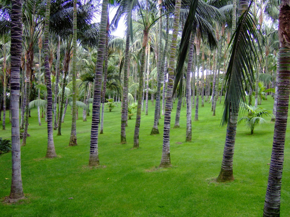 Teneriffa Garden