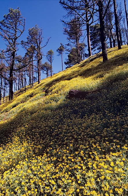 Teneriffa im Frühling