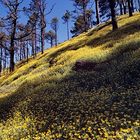 Teneriffa im Frühling