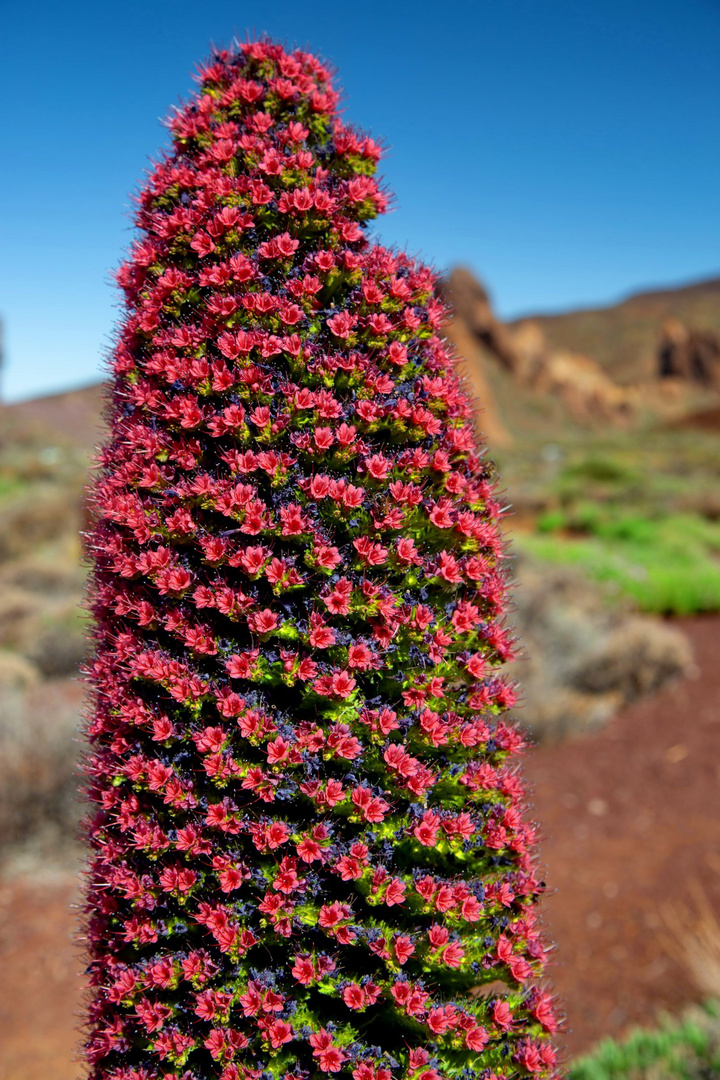 Teneriffa Juni 2018_003