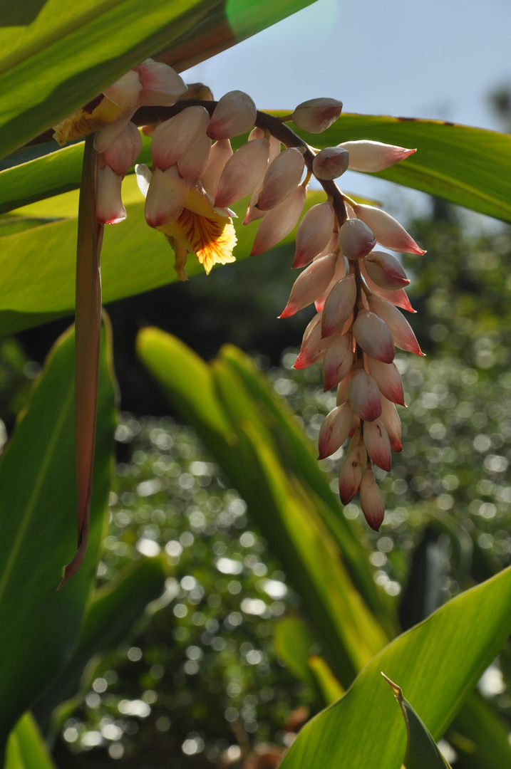 Teneriffa - La Orotave - botanischer Garten