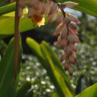 Teneriffa - La Orotave - botanischer Garten