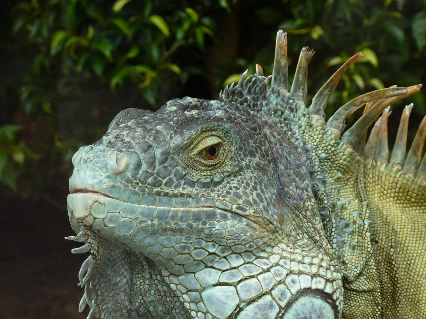 Teneriffa - Leguan im Loro-Park