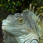 Teneriffa - Leguan im Loro-Park