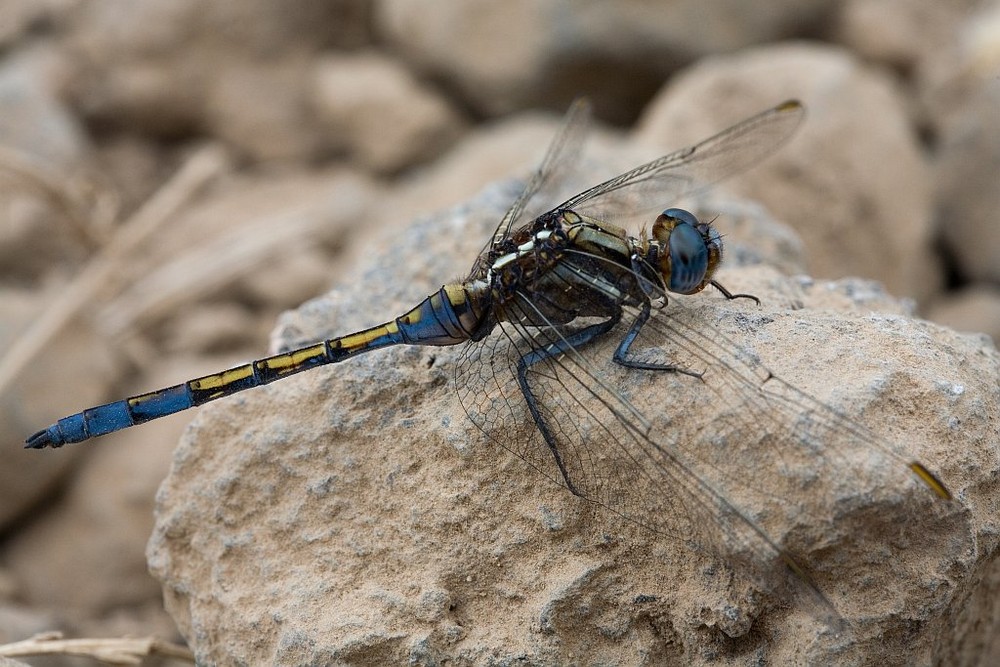 Teneriffa Libelle - Artenbestimmung?