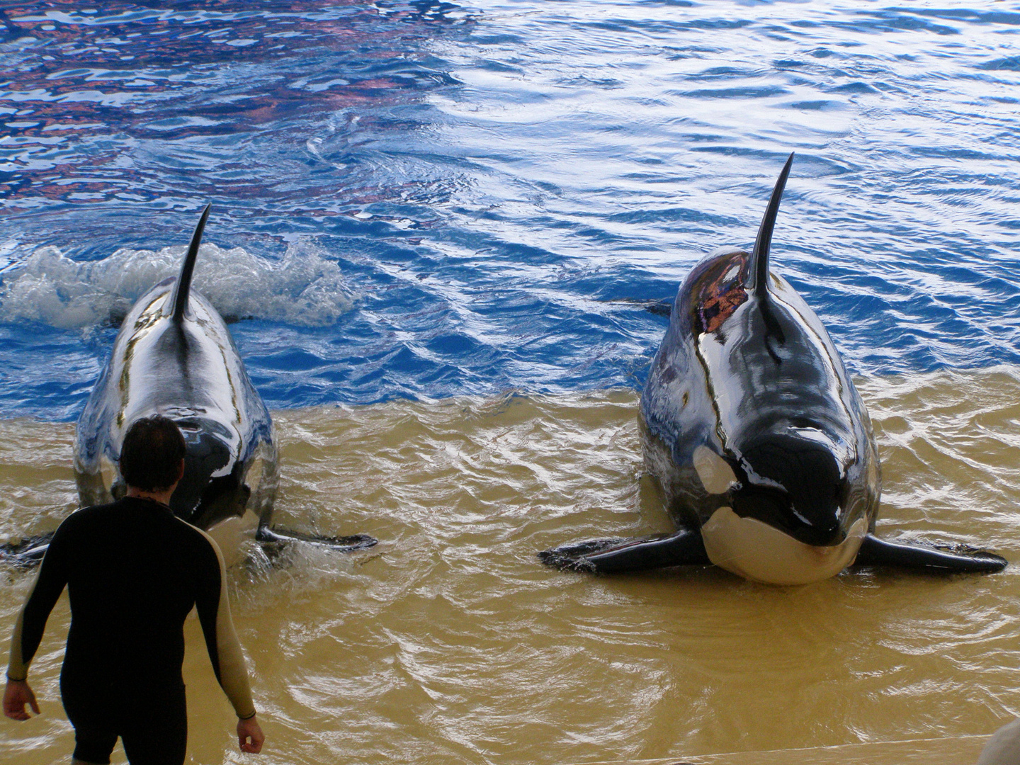 Teneriffa Loro Park