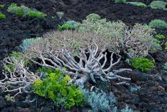 Teneriffa, Malpais de Güimar, Euphorbia balsamifera