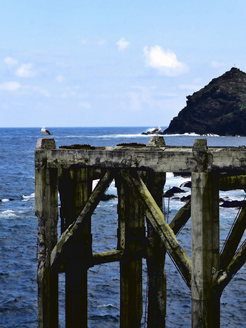 Teneriffa, Möwen in Garachico