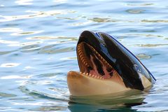 Teneriffa - Orcas im Loro Parque [more pics: www.a-k.de]