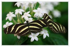 Teneriffa - Schmetterlinge