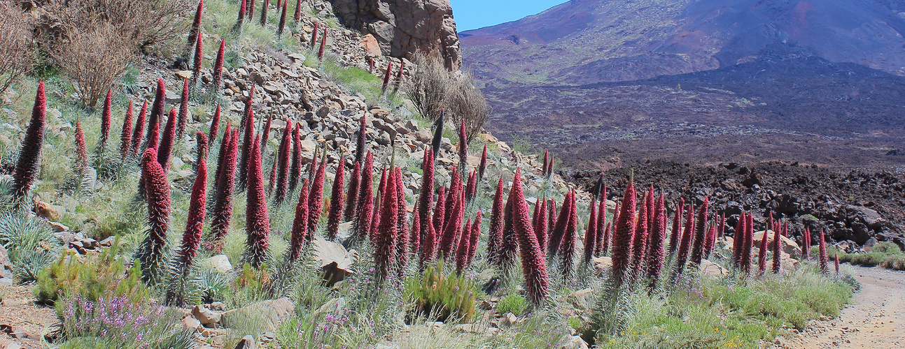 Teneriffa - Teide-Natternkopf