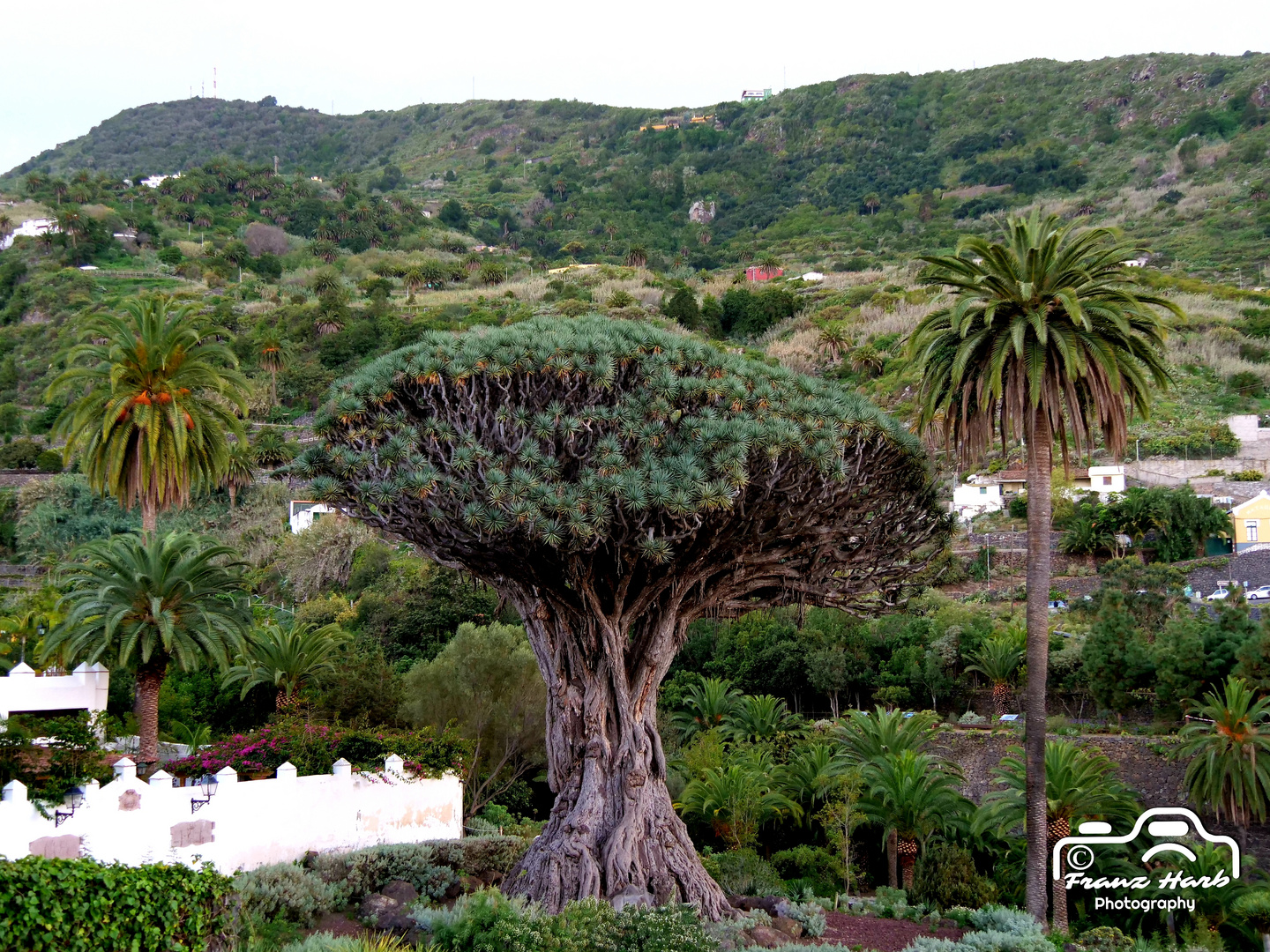 Teneriffa: Wahrzeichen "Drachenbaum" 