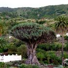 Teneriffa: Wahrzeichen "Drachenbaum" 