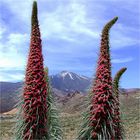 Teneriffe_Teide_Natarhorn-Blumen