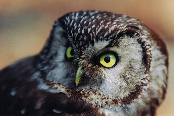 Tengmalm's Owl