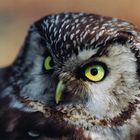 Tengmalm's Owl