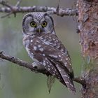 Tengmalm´s owl (Raufußkauz)