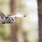 Tengman's owl