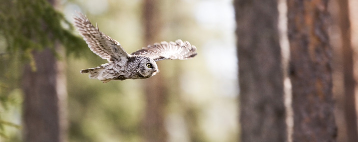 Tengman's owl