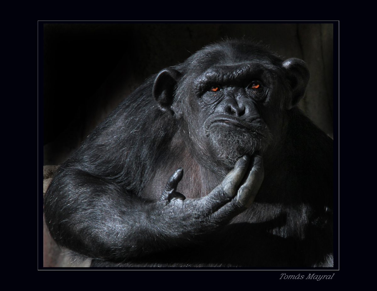 ?Tengo Monos en la Cara o Qué??